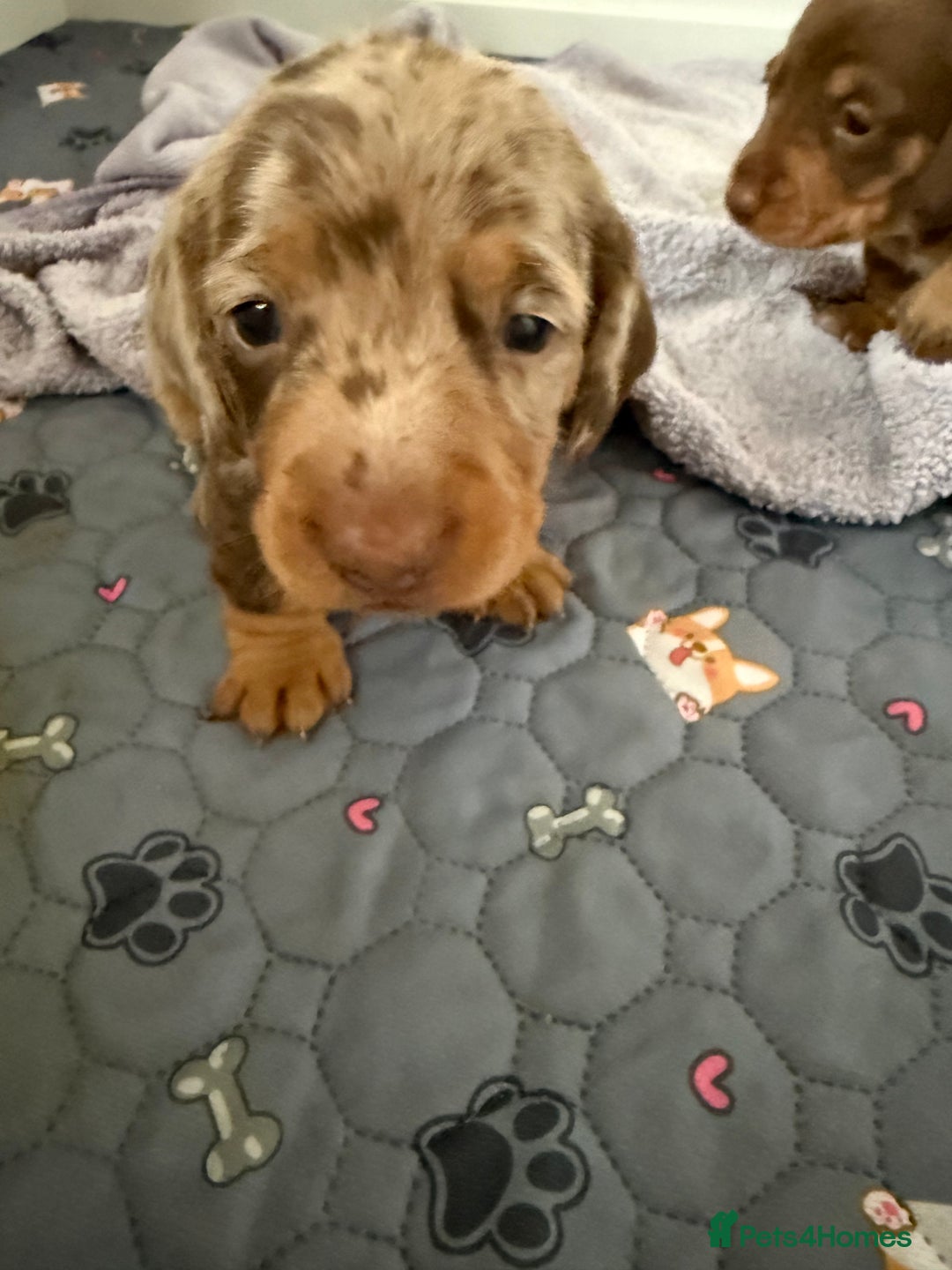 Miniature Dachshund dogs for sale: Gorgeous miniature dachshunds   - Advert 6