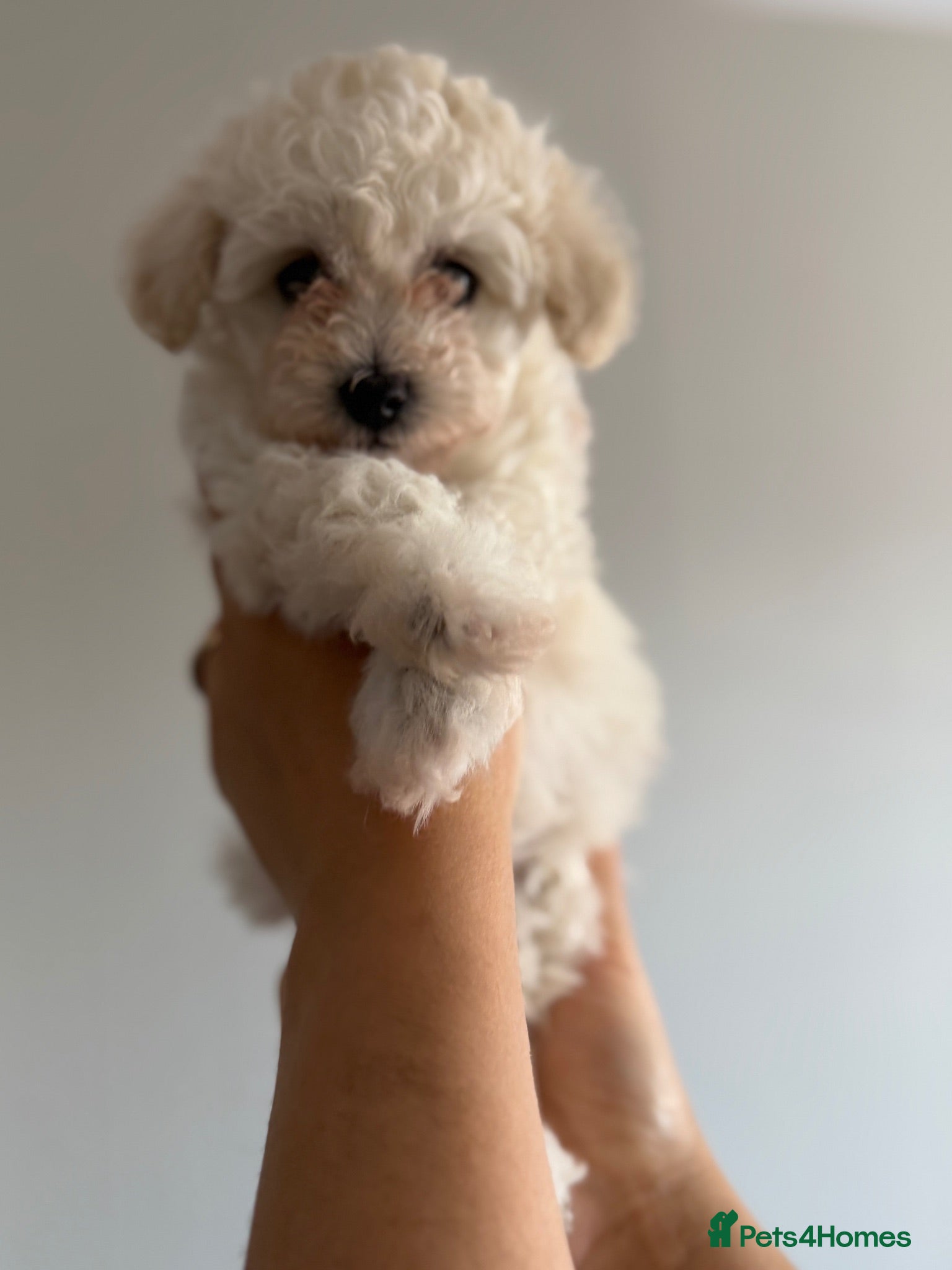 Toy Poodle dogs Beautiful toy poodle puppies! JUST ONE GIRL LEFT!! - Advert 6