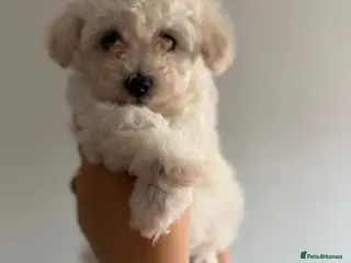 Toy Poodle dogs Beautiful toy poodle puppies! JUST ONE GIRL LEFT!! - Advert 6