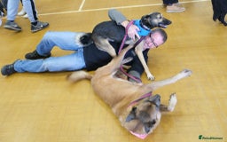 Mixed Breed dogs for adoption: Ava. Norwich Norfolk  - Image 24