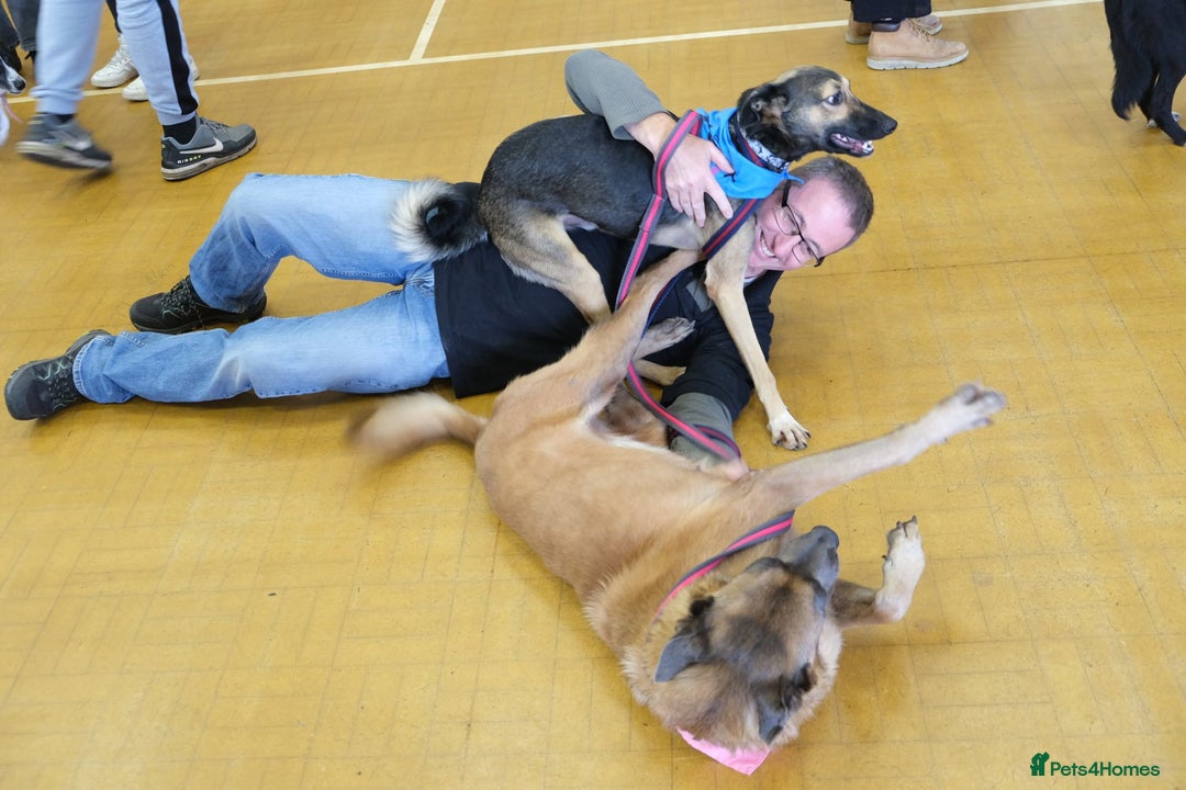 Mixed Breed dogs for adoption: Ava. Norwich Norfolk  - Image 24