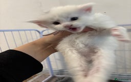 Maine Coon cats for sale: Beautiful XL Maine coon kittens 1 male 1 female  - Image 3