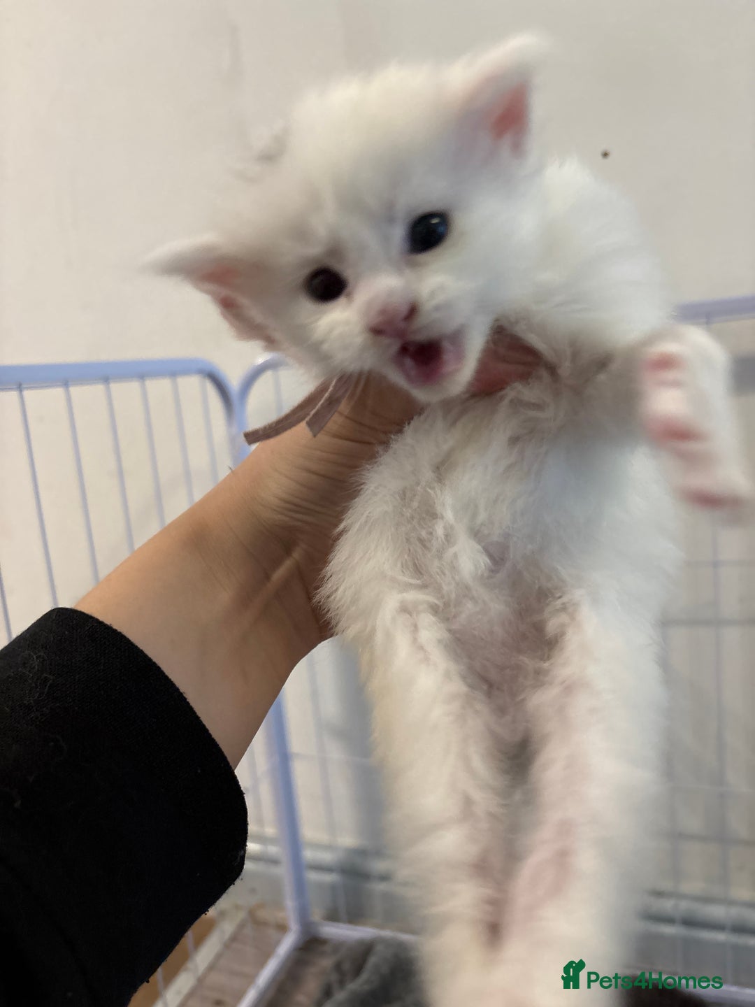 Maine Coon cats for sale: Beautiful XL Maine coon kittens 1 male 1 female  - Image 3