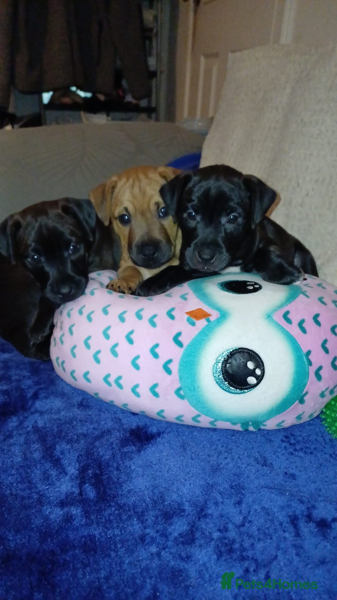 Patterdale Terrier dogs for sale: Patterdale Pups For Sale - Advert 2