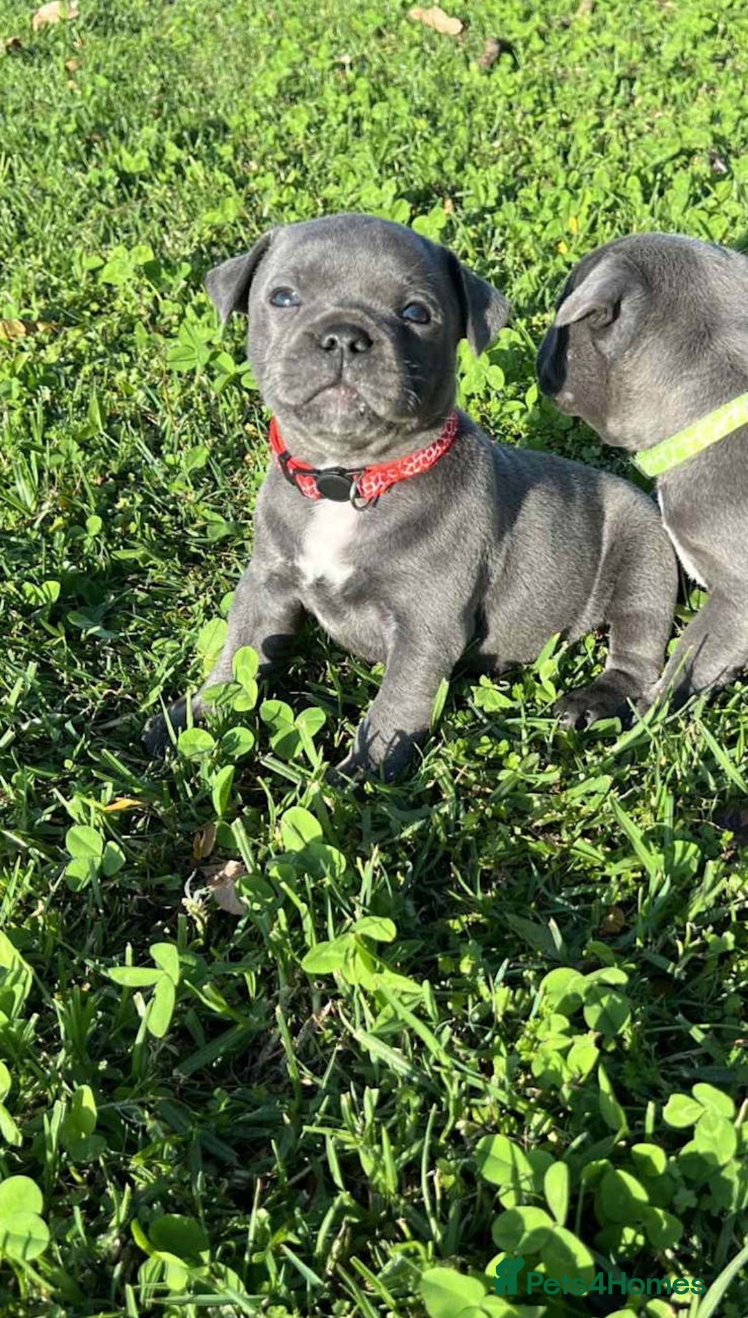 Staffordshire Bull Terrier dogs for sale: Blue English Staffy's bull terrier** - Image 4