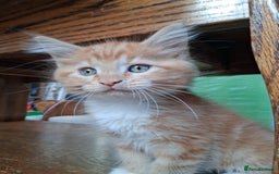 Maine Coon cats for sale: Maine coon  - Image 11
