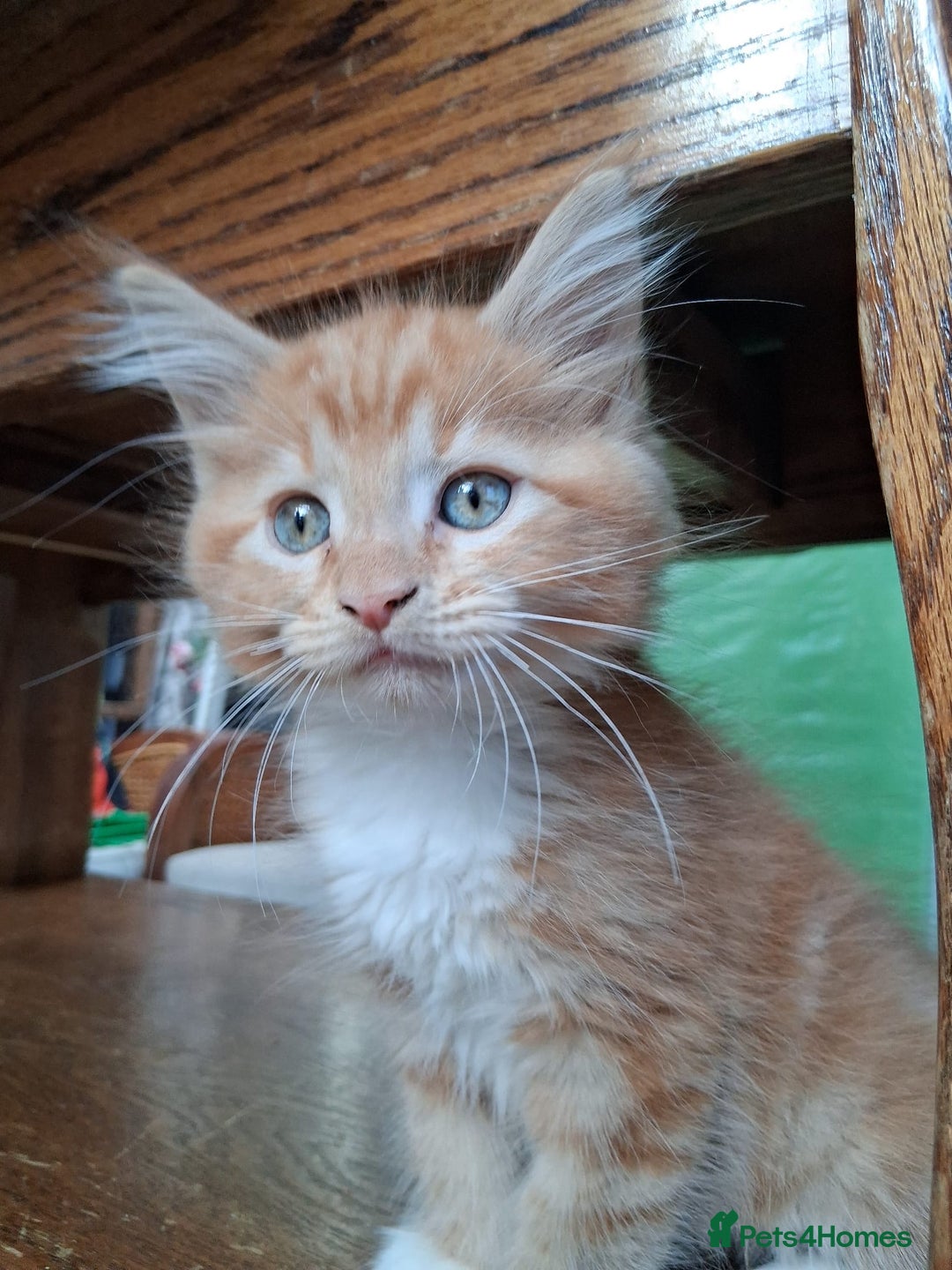 Maine Coon cats for sale: Maine coon  - Image 11