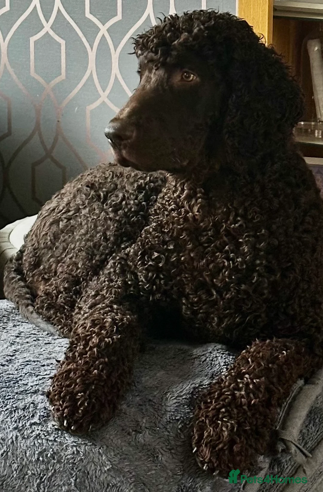 Irish Water Spaniel dogs for sale: Just 1 female Irish Water Spaniel  - Advert 6