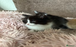 Mixed Breed cats for sale: Gorgeous long hair kitten 🧡🖤 - Advert 7