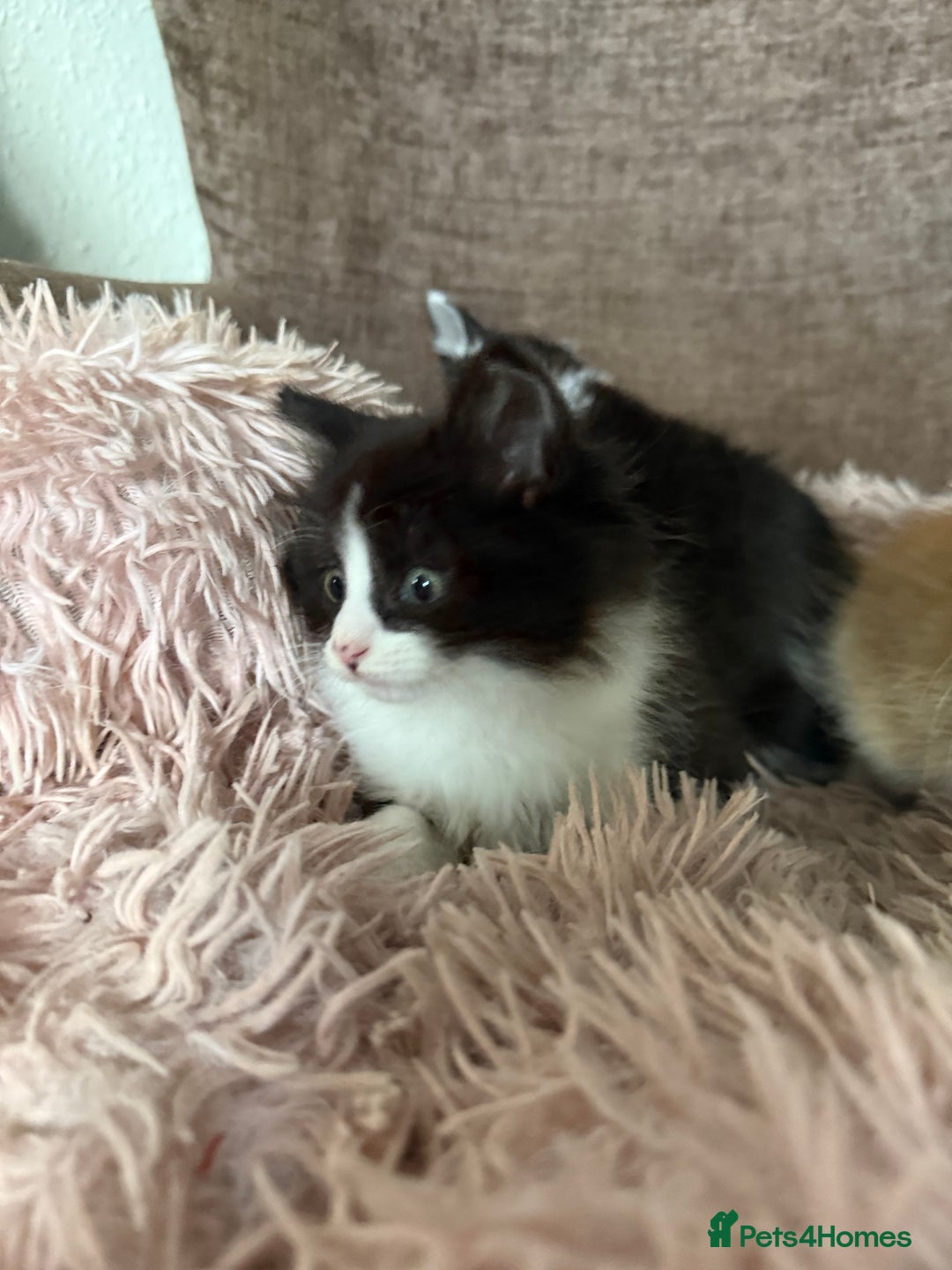 Mixed Breed cats for sale: Gorgeous long hair kitten 🧡🖤 - Advert 7