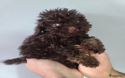Cavapoo dogs for sale: *VIDEOS* F1b Cavapoos. Chocolate & Tan. DNA tested - Image 13