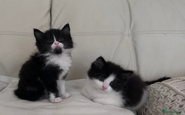 Mixed Breed cats - Advert 8