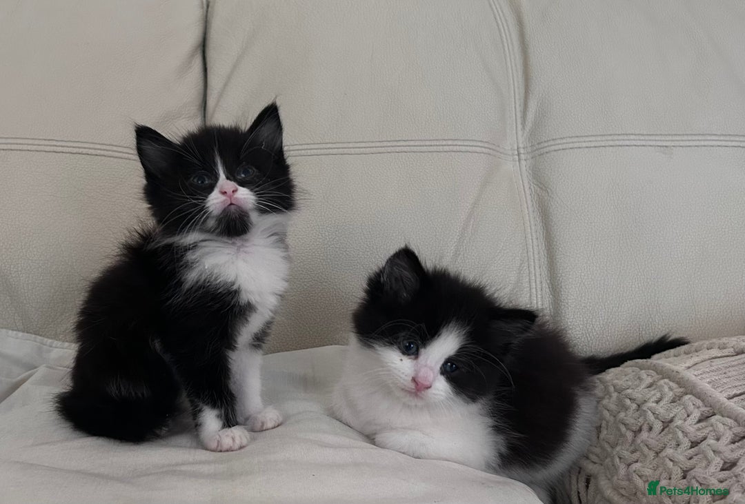 Mixed Breed cats for sale: 4 black + white mixed kittens - Image 1
