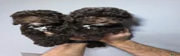 Cockapoo dogs for sale: Chocolate DNA Health Tested Cockapoos  - Advert 4