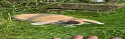 Mini Lop rabbits for sale: Rabits in Maldon - Advert 4