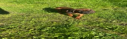 Bavarian Mountain Hound dogs for sale: Bavarian mountain hound pups - Advert 17