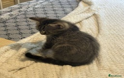 Ragdoll cats for sale: Ragdoll x bengal //// bengal x tabby - Image 13