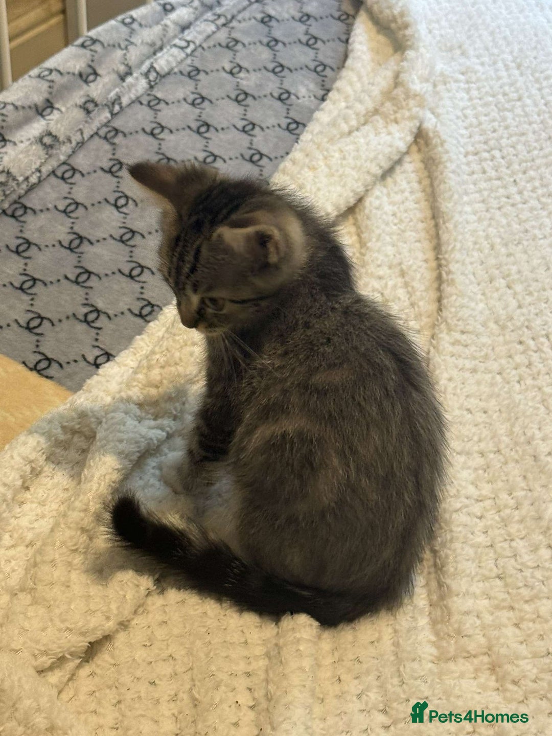 Ragdoll cats for sale: Ragdoll x bengal //// bengal x tabby - Image 13