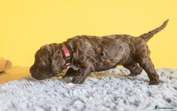 Lagotto Romagnolo dogs for sale: Lagotto Romagnolo Puppies - Pedigree KC Litter - Image 14