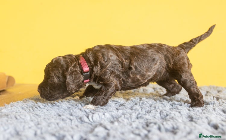 Lagotto Romagnolo dogs - Advert 3