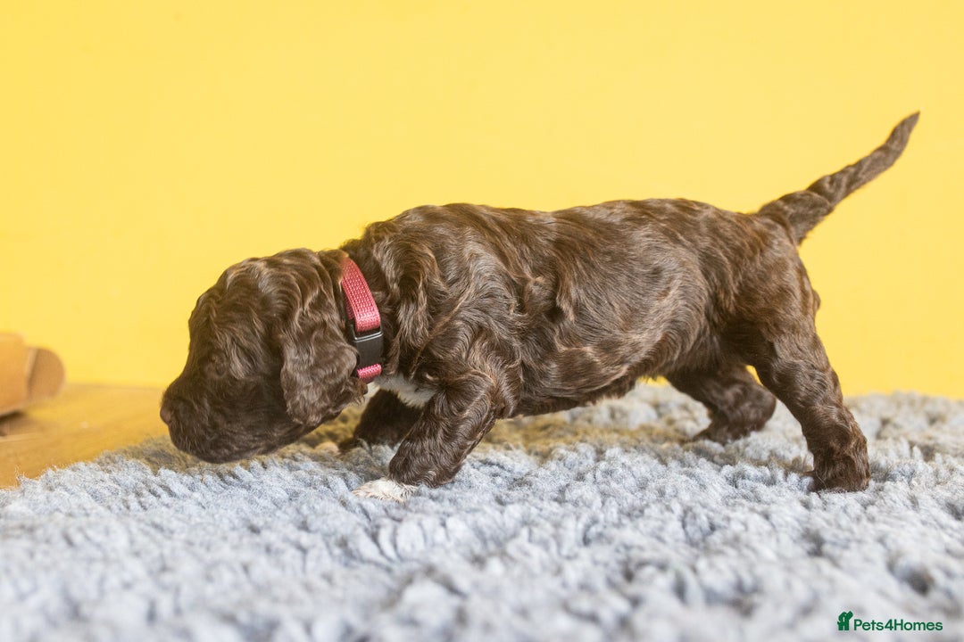 Lagotto Romagnolo dogs for sale: Lagotto Romagnolo Puppies - Pedigree KC Litter - Image 14