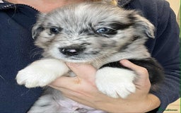 Golden Retriever dogs for sale: Beautiful Golden Retriever x Border Collies Pups - Image 12