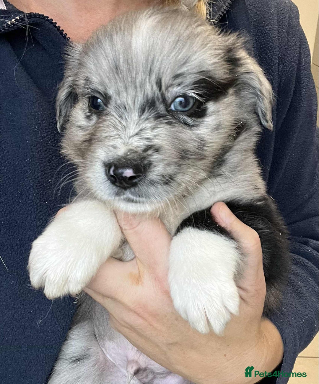 Golden Retriever dogs for sale: Beautiful Golden Retriever x Border Collies Pups - Image 12