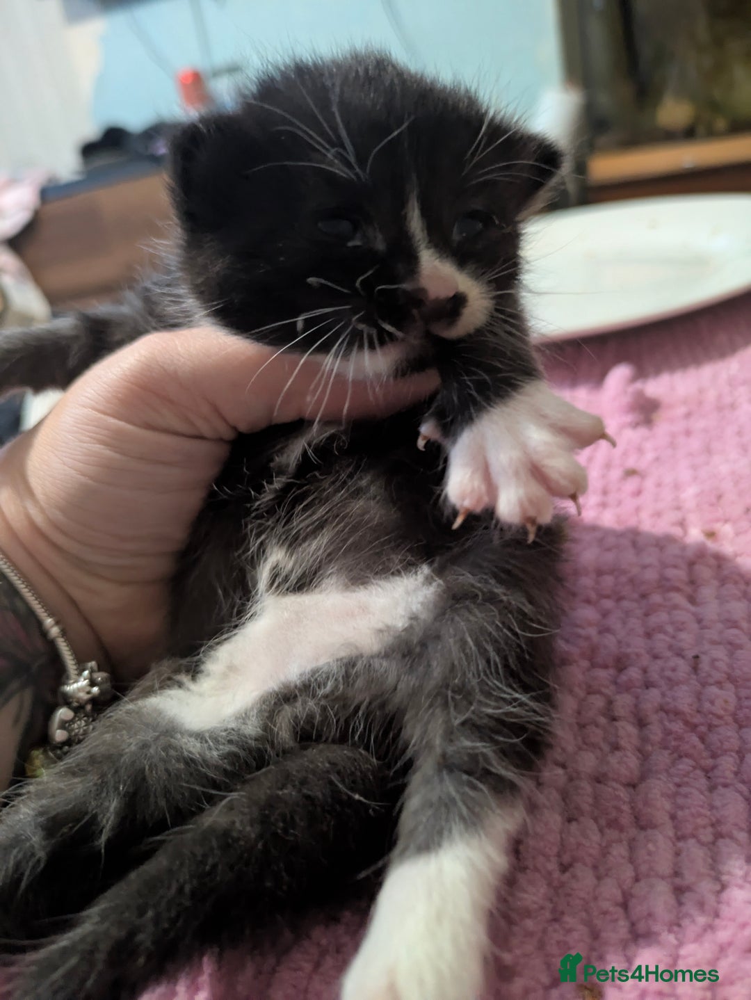 Mixed Breed cats for sale: Adorable kittens for sale - Image 1