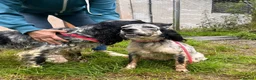 English Setter dogs for adoption: Tala  in Preston - Advert 3