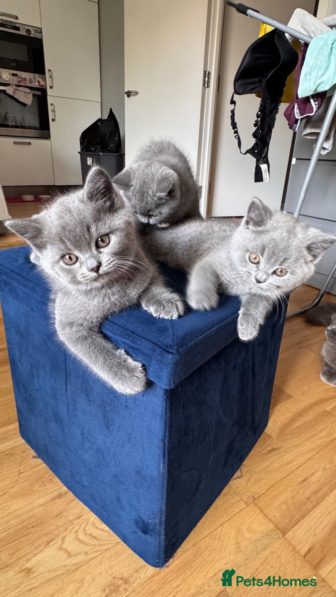 British Shorthair cats Beautiful British Shorthair Kittens - Advert 2