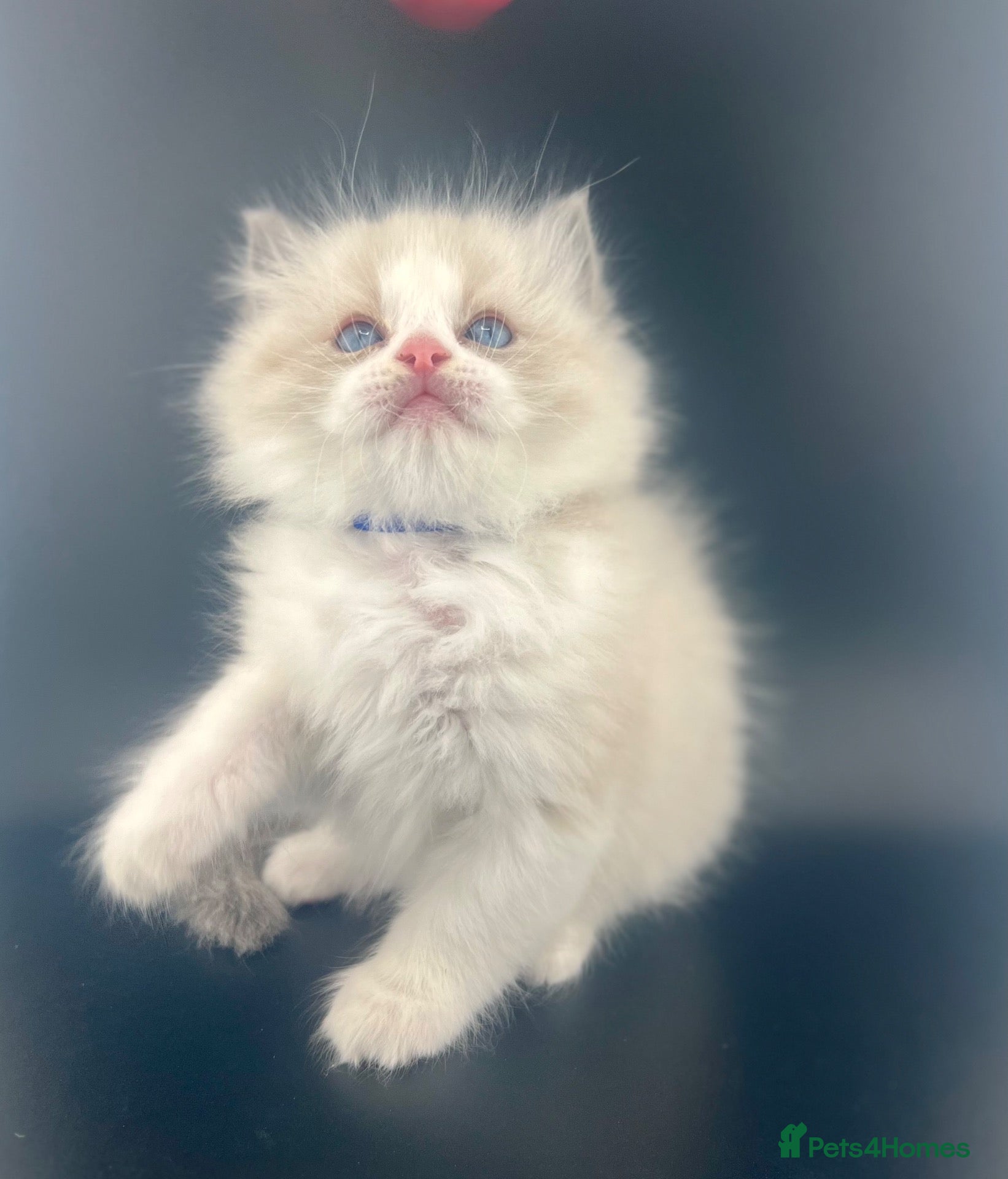 Ragdoll cats Champion Lines TICA Ragdoll Kittens blue Bi colour - Advert 2