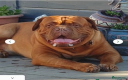 Dogue De Bordeaux dogs for stud: Dougie for stud - Image 7
