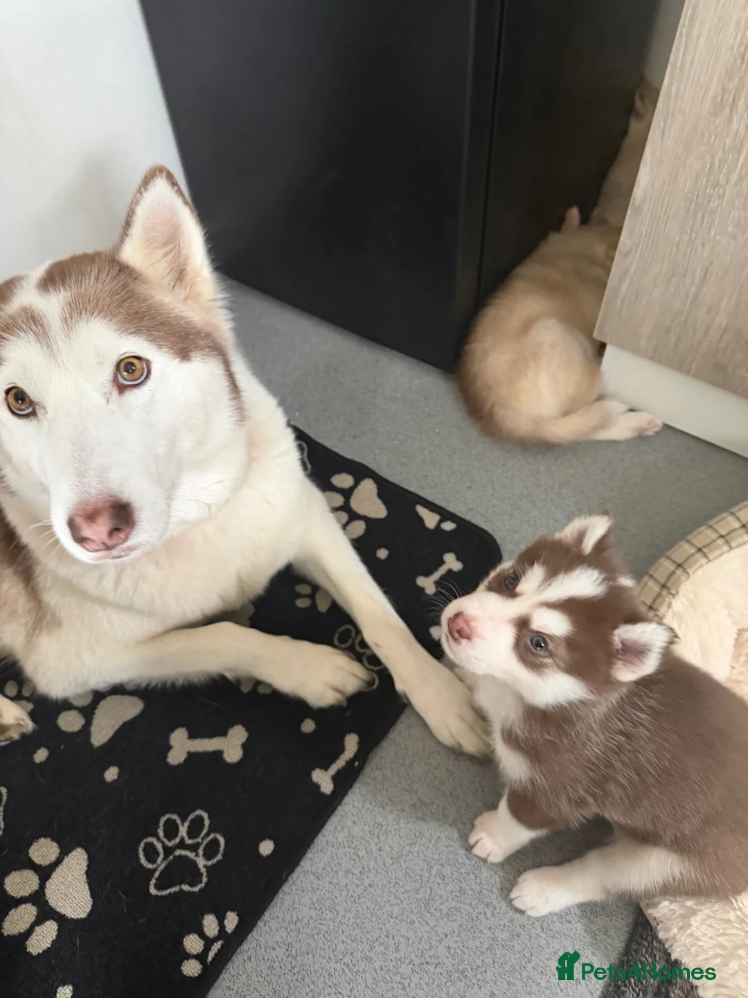 Siberian Husky dogs for sale: Siberian husky puppies  - Advert 10