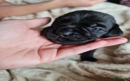 Cane Corso dogs for sale: Cane corso puppies  - Image 13
