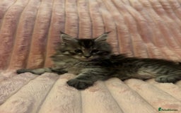 Maine Coon cats for sale:  TICA Maine Coon Kittens Ready for  **  🎁  - Advert 9