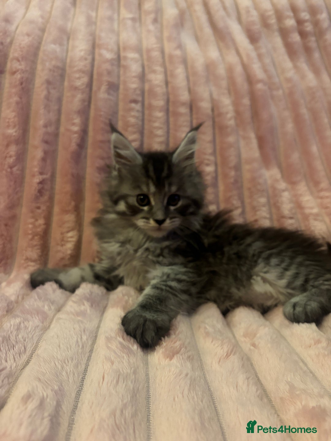 Maine Coon cats for sale:  TICA Maine Coon Kittens Ready for  **  🎁  - Advert 9