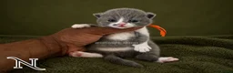 British Shorthair cats for sale: Exceptional GCCF REGISTERED BSH KITTENS - Advert 9