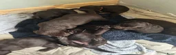 Springador dogs for sale: Beautiful Lab x springer spaniel puppies  - Advert 15