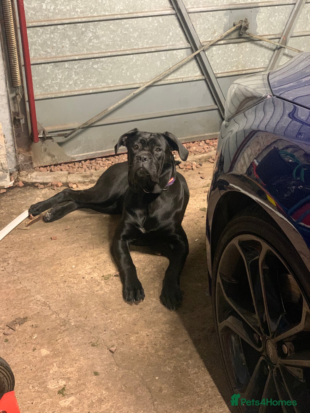 Mixed Breed dogs for sale: Labrador X  - Advert 2