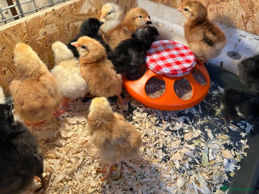 Chickens poultry for sale: Chicks just hatched - Advert 2