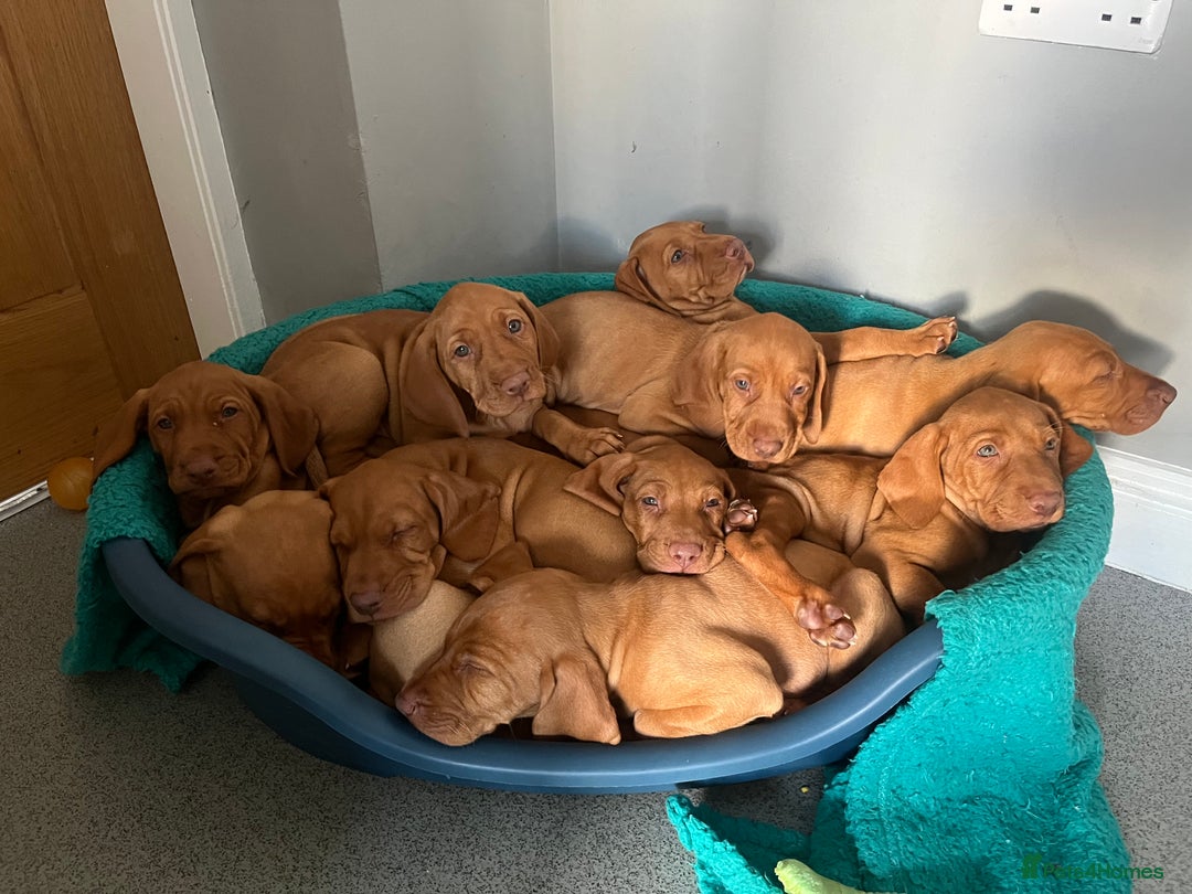 Hungarian Vizsla dogs for sale: Hungarian Vizsla puppies   - Image 15
