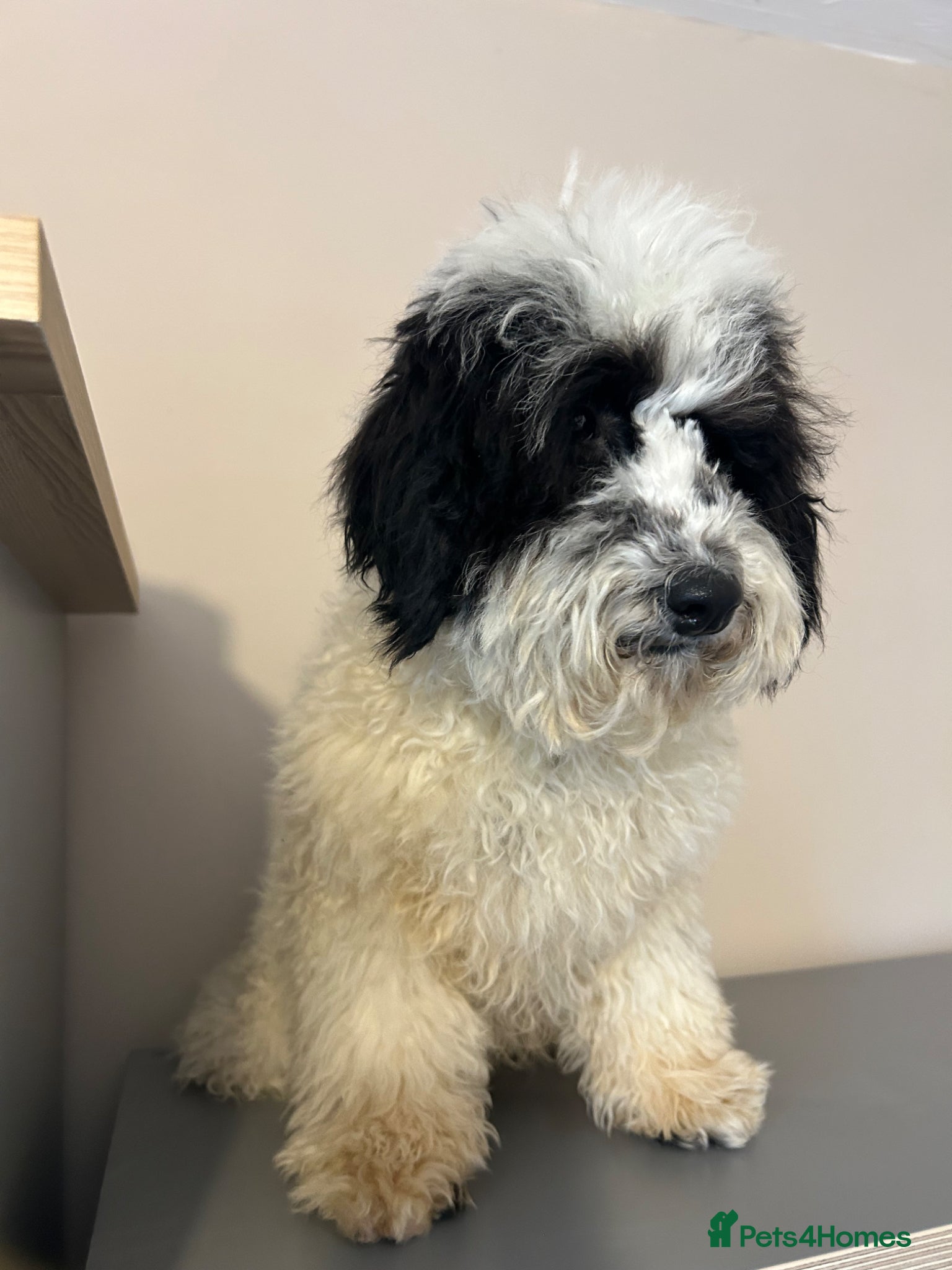 Mixed Breed dogs Australian Labradoodle cavapoo boy stunning ⭐️  - Advert 1