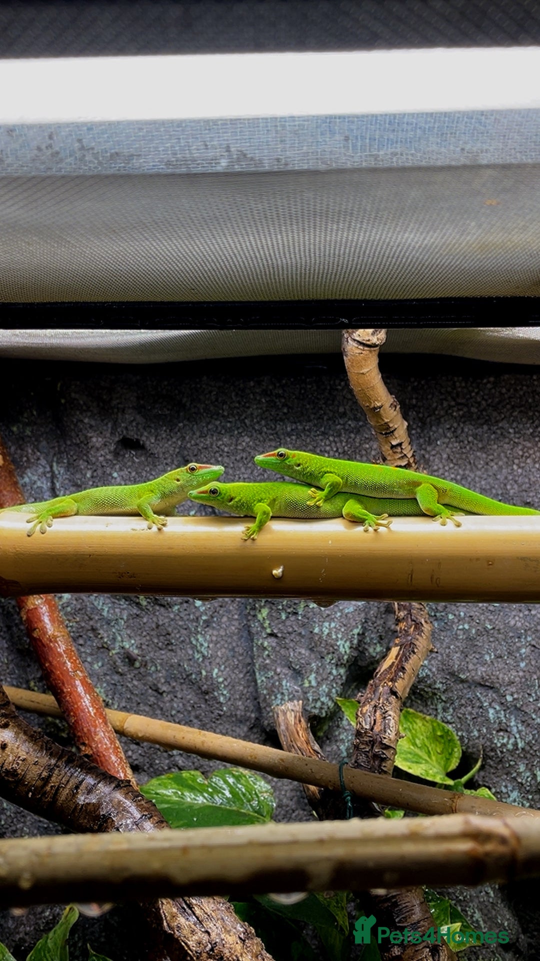 Gecko reptiles for sale: CB25 Goat day gecko  - Advert 1