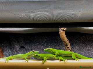 Gecko reptiles CB25 Goat day gecko - Advert 1