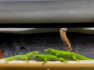 Gecko reptiles CB25 Giant day gecko - Advert 11
