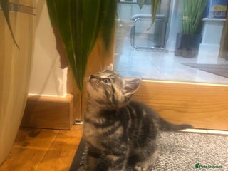 Mixed Breed cats Absolutely lovely Ragdoll x Bngl kittens ready now - Advert 4