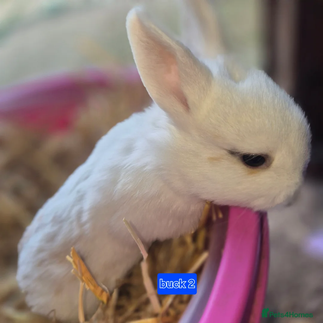 Mini Lop rabbits for sale: Gorgeous mini lop x Rhinelander kits ready April - Advert 13