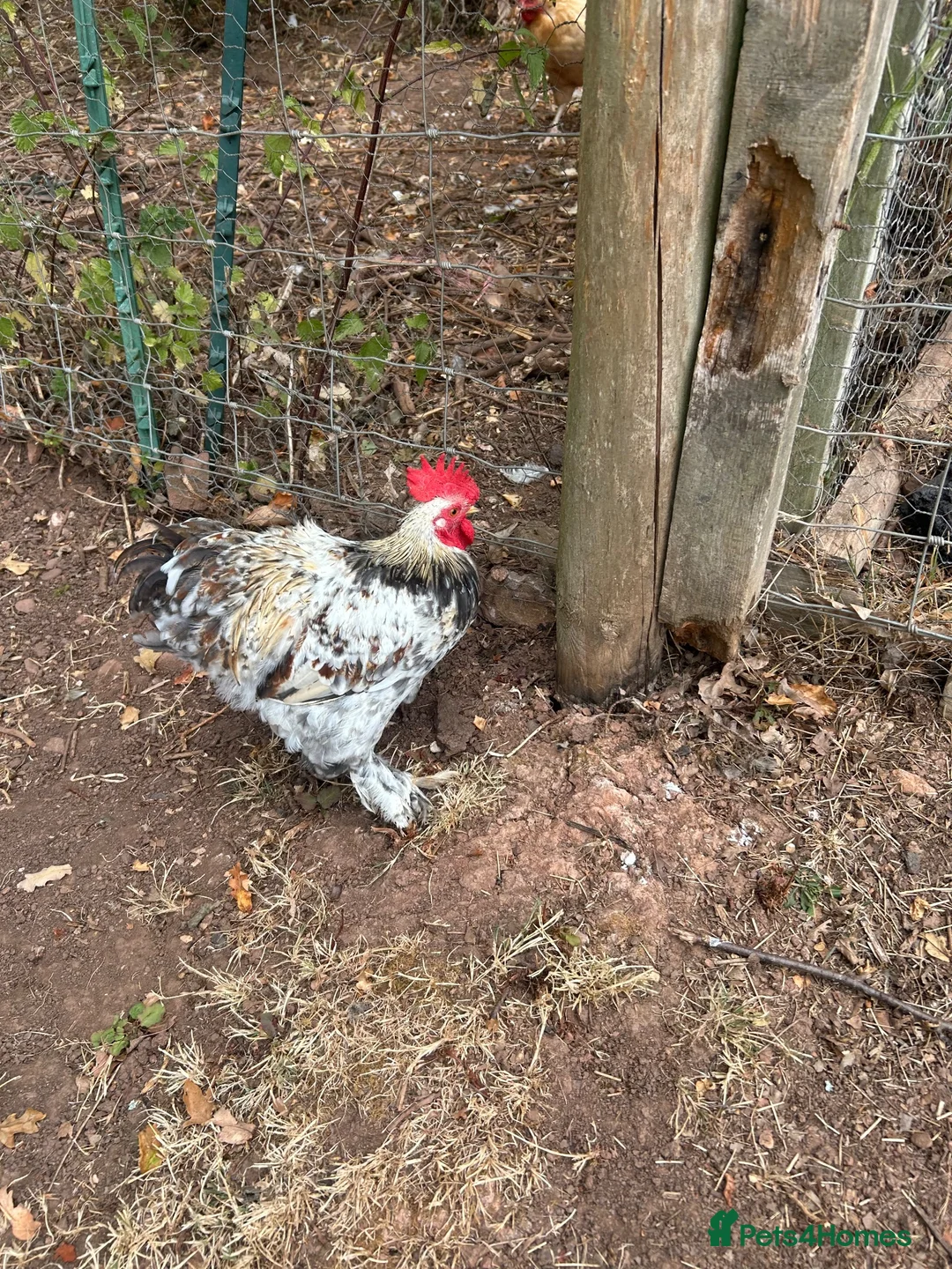 Chickens poultry for sale: Peking Bantum Cockerells x3   in Wellington - Advert 2