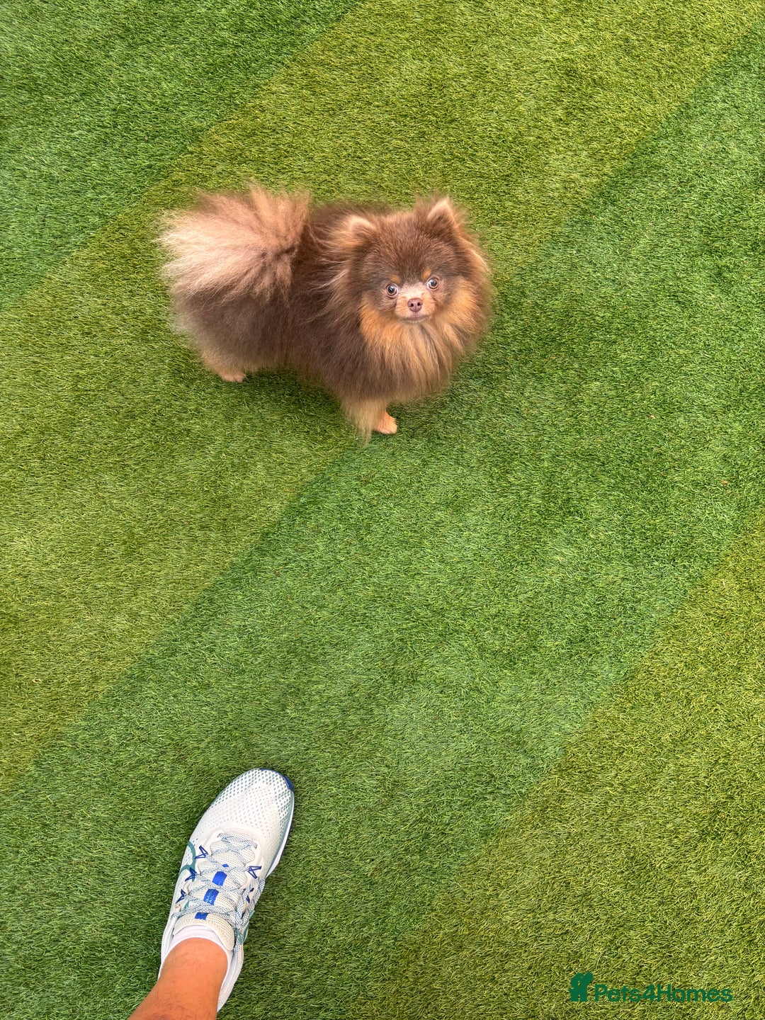 Pomeranian dogs for stud: 1.6kgPuppysize teddybear lilac and tan Pomeranian  - Advert 9