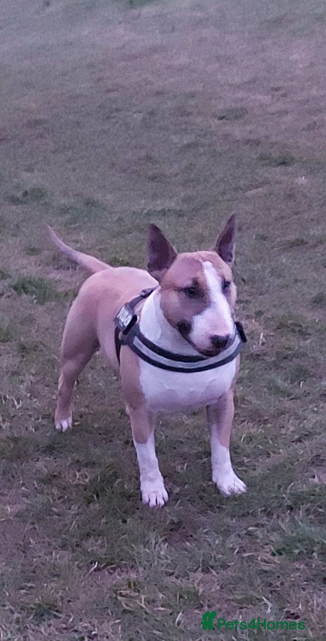 English Bull Terrier dogs for stud: Quality Kc Registered Red & White in Southampton - Advert 8